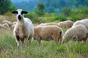 Why wool ?