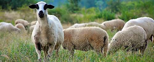 Why wool ?