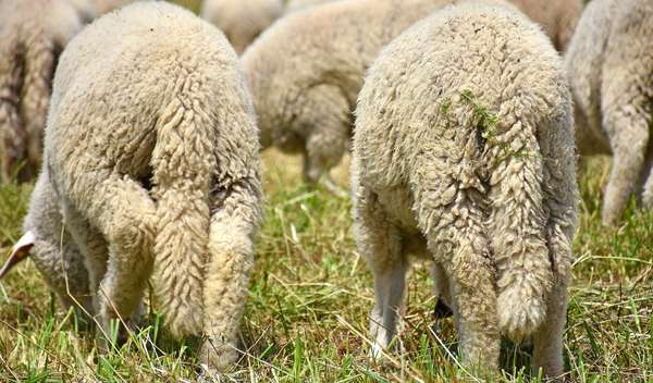 Sheeps in Serbia keep their tail and are raised ethically in a natural environment of quality.