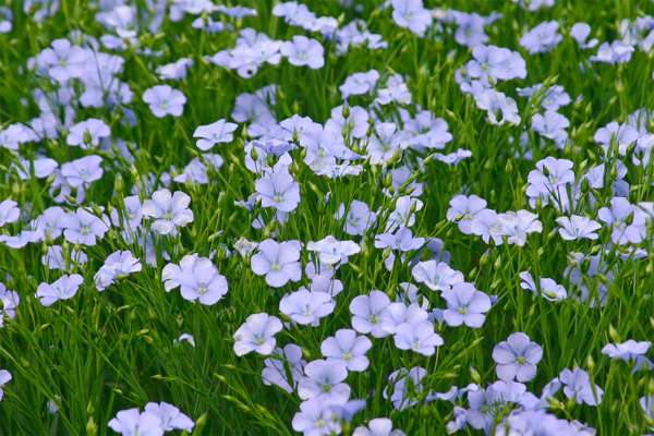 Flax is an annual plant that gives characteristic blue flowers. (Credit photo nickodoherty-Wikimedia)