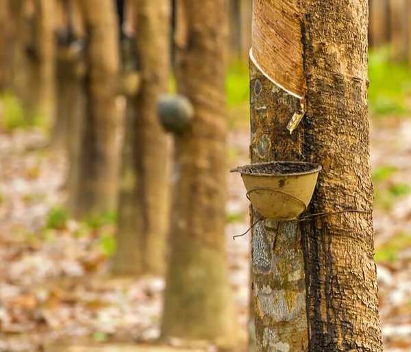 The harvest of the latex milk from the rubber tree.