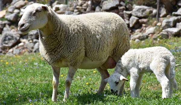 Baby sheep with his mom.