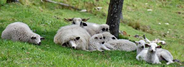 Sheep resting quietly in the shade (Ardèche, France).
