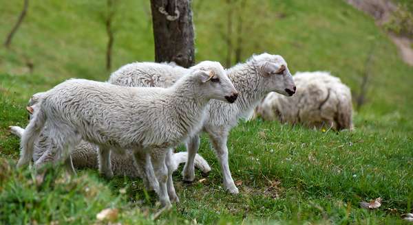 Two young sheep in ballads.
