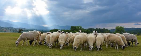 A group of sheep (Gacko, Bosnia and Herzegovina).