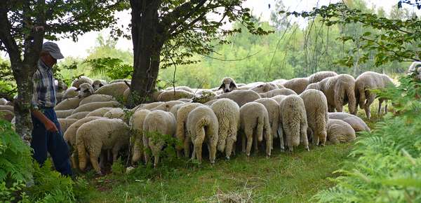 Flock of sheep in the mountains of southern Serbia.