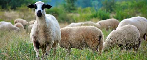 Why wool ?